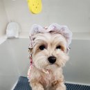 다올 그루밍 이미지