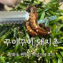 WR(서울특별시 강서구)-[초원로]-상-3 | 꾸이꾸이 돼지촌 쭈꾸미 배 터지게 먹고 온 날 (방화동 맛집 백년가게 찐맛집)