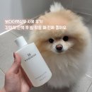 더펫 | 보다더펫샴푸 사용 후기 강아지 산책 후 발 닦을 때 진짜 좋아요