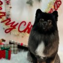 블루밍 펫 살롱 이미지