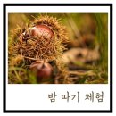 하동/구례 밤 따기 체험 [지리산 농부 마을 후기]