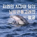 자연의 시간이 담긴 남방큰돌고래의 얼굴 이미지