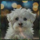 와우애견 이미지