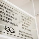 화이트애견