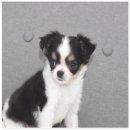 버디독 강아지분양 안심분양센터 김포점 이미지