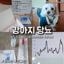 에스동물병원 | 강아지 당뇨 리브레 부착 방법 인슐린 주사 놓는법 울산 에스동물병원