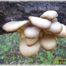 자연산 느타리버섯 사진입니다 이미지