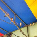 제비1리 이미지