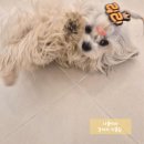 릴리 펫스파 이미지