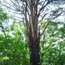 수비초등학교 이미지