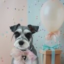 그루밍 호찌 이미지