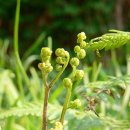 고사리곡 이미지