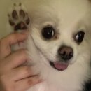 댕댕나라