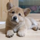 글로벌진돗개 이미지