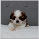 버디독 강아지분양 안심분양센터 김포점 이미지