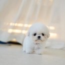 디디펫 수원강아지분양 이미지