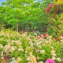 장미매점 이미지