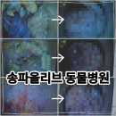동물병원 유피 | 과잉진료없는 송파올리브동물병원 강아지 귀염증 치료까지 확실했던 후기