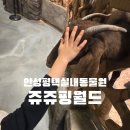 해서초등학교 | 안성평택실내동물원 찾다가 다녀온 쥬쥬핑월드 안성 솔직후기에요