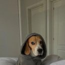 발편한동물병원 이미지