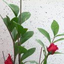 다이소 수원북문점 이미지