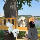 리버하우스 | 안성 어푸어푸 애견카페 야외 운동장 강아지 뛰놀기 좋은 곳