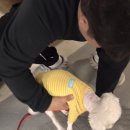 짱이야 애견미용 | 수원애견미용 미니비숑미용 미용후기 코지펫살롱