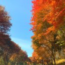 밤머리재홍단풍거리 이미지