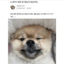 우리집 강아지 엄살이래.jpg 이미지