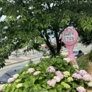 악토버깅코(oct.ginkgo)
