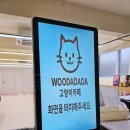 고양이카페 랙돌 이미지