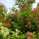 세진싸이언스 이미지