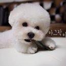비숑 이미지