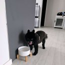 광주 한사랑동물병원 이미지