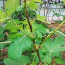 이안농장 이미지