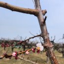 천서농장 이미지