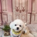 나나 펫 살롱 이미지