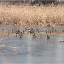 얼음위의 철새들 ^^ 이미지