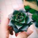 우각농장 | [보라다육] 보라다육 일상, 다육식물농장, 이천다육, 이천다육식물, 화분 갈이, 선인장, 이천롯데...