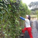 영아농장 이미지