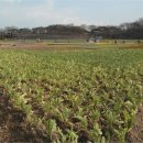 소나무부분정비 이미지