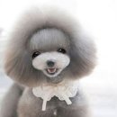 백설애견 이미지