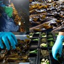 사남매농수산 | 포항 구룡포 과메기 야채세트, 사남매네 먹는 법 배우고 츄라이 해보세요