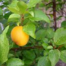 밤나무곡 이미지