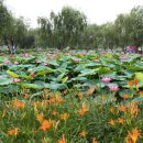 관음포연꽃마을협동조합 이미지