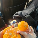 이장우농장 | 제주도 우정여행 2박 3일 2일차 <산지물고유/오아시스카페>