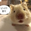 맛짱마라탕 - 남양주시 다산중앙로123번길 22-18 | 맛짱마라탕
