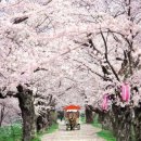 花려한 유혹… 봄이 왔나 봄 &#39;상하이 봄꽃 축제&#39; 이미지