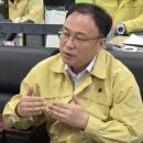 법인소나무