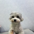 토토펫 | 인천애견분양 &#39;디어마이펫&#39; 목욕후기 ❤️토토❤️